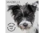 Adopt Maebelle a Black - with White Border Collie dog in Council