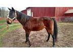 Adopt Indy a Standardbred