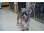 Adopt Lucy a Schnauzer