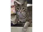 Adopt Slinkey a Domestic Shorthair  Mixed cat in Ann Arbor MI (1