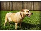 Adopt Shadow the Lover of Children a Australian Cattle Dog  Mixe
