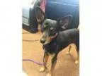 Adopt Max a Miniature Pinscher