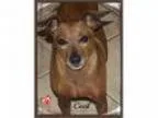 Adopt Cecil a Miniature Pinscher