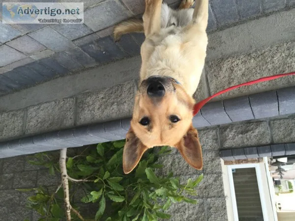Chief - German Shepard Mix
