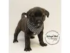 Adopt Curly a Brindle - with White Labrador Retriever  Chow Chow