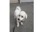 Adorable AKC English Golden Retriever Puppies