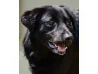 Adopt Oscar a Black - with White Flat-Coated Retriever  Mixed do