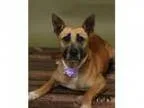 Adopt Sally a German Shepherd Dog