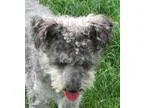 Adopt Tommy a GraySilverSalt and Pepper - with White Standard Sc