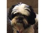 Adopt Zane a Shih Tzu  Mixed dog in Kalamazoo MI (15487425)