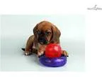 Nixie - Valuepup.Com - Q032780val