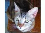 Adopt Molly a Tabby Domestic Short Hair
