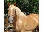 Maddie the beautiful Haflinger x Draft