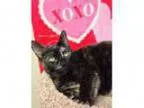 Adopt Dottie - at PetSmart a Tortoiseshell