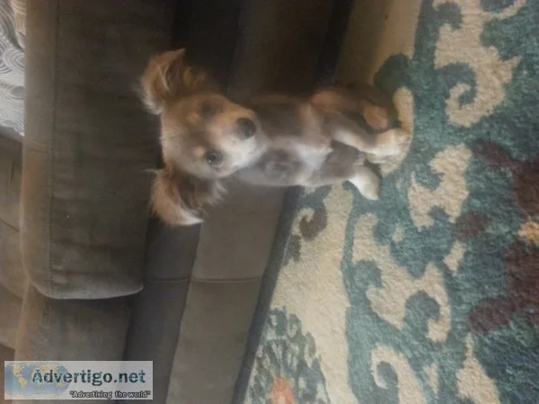 Long Haired Chihuahua - TanGrey