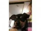 Adopt Zoey a Miniature Pinscher