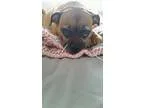 Adopt Tillie a Jack Russell Terrier Pug