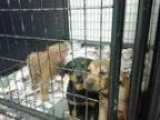 Adopt Pup a TanYellowFawn Shepherd (Unknown Type) Labrador Re