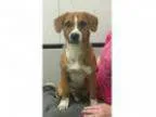 Adopt Roscoe - I m a kid-friendly Adoption Center Dog a BrownCho