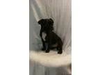 Buggs Puppy For Sale