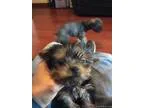 Adopt Dora the doxy a Dachshund