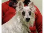 Adopt Betty Boop a White Westie West Highland White Terrier  Mix