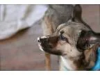 Chloe - Female BeagleBasset Hound Mix