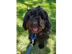 Adopt Venus a Cocker Spaniel