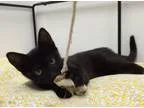 Adopt Hillary a All Black Domestic Shorthair  Mixed (short coat)