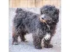 Adopt Fluffy a Poodle (Miniature)  Cocker Spaniel  Mixed dog in 