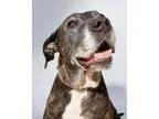 Adopt Nina a Labrador Retriever