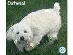 Adopt Oatmeal a Poodle Schnauzer