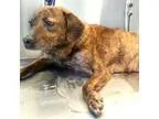 Adopt Missy a Brindle Feist  Mixed dog in Bloomington IL (155295