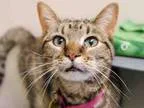 Adopt SAMANTHA a Domestic Short Hair