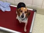 Adopt June a Beagle