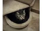 Adopt Daphne a Domestic Short Hair