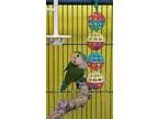 Adopt Amore a Lovebird