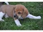 Adopt Tatoo a Beagle Basset Hound