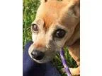 Adopt Mitzi Rose My Little Girl a RedGoldenOrangeCh estnut - wit