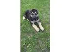 German Shepherd Puppies