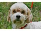 Adopt Taffy a TanYellowFawn Cockapoo  Mixed dog in carlsbad CA (