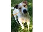 Adopt Francine Karma a Carolina Dog  Mixed dog in Knoxville TN (