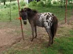 Beautiful Flashy Appaloosa AMHA Falabella Big Spots &quot Chip &
