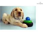 Paddy - Elitepuppys.Com - Q013395elp
