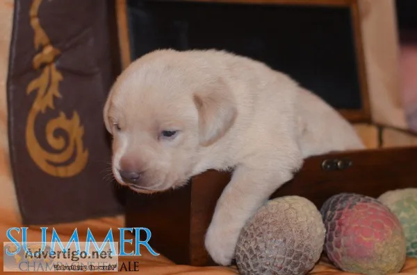 AKC Charcoal and Champagne Labrador Puppies