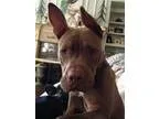 Adopt Zeus a Cirneco dell Etna Basenji