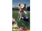 Adopt Nelly a White Labrador Retriever  Cattle Dog  Mixed dog in
