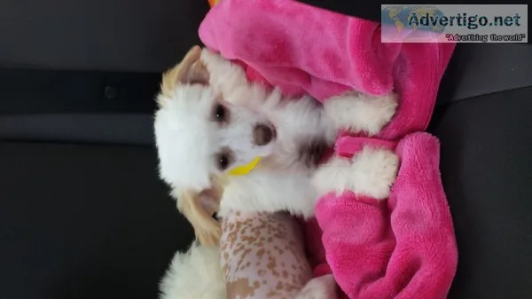 Chinese crested powder puff puppies
