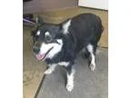 Adopt  2 URGENT a Black - with Tan Yellow or Fawn Blue Heeler  H