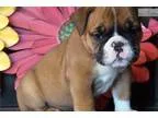 Akc English Bulldog  Whitney
